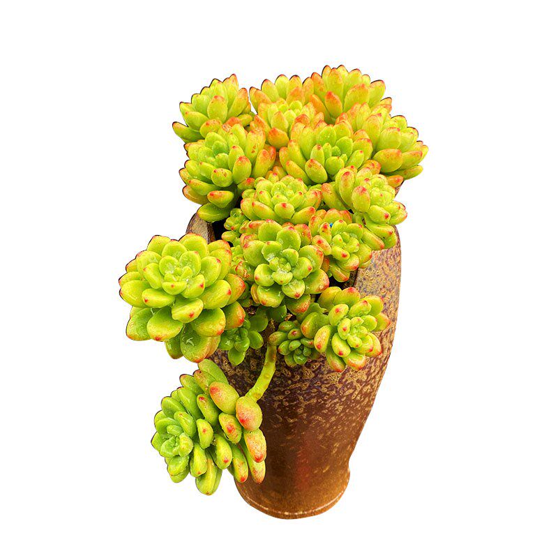 香格里拉 有香味果冻红色老桩A悬崖造型飘枝圆萌云南多肉植物包邮