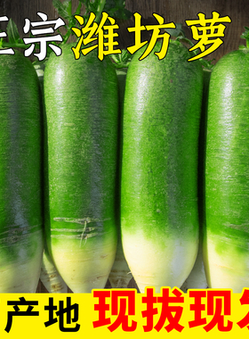 潍坊水果萝卜新鲜水果型正宗潍县特产青萝卜5斤生吃脆甜即食萝卜