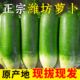 潍坊水果萝卜新鲜水果型正宗潍县特产青萝卜5斤生吃脆甜即食萝卜