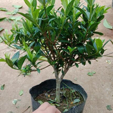 栀子花单棵 独杆小叶栀子花 罗汉栀子花盆栽地栽耐寒植物春天有花