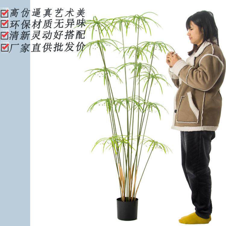 2.2米仿真植物水竹木贼风车草水培植物清新田园轻盈装饰造景酒店
