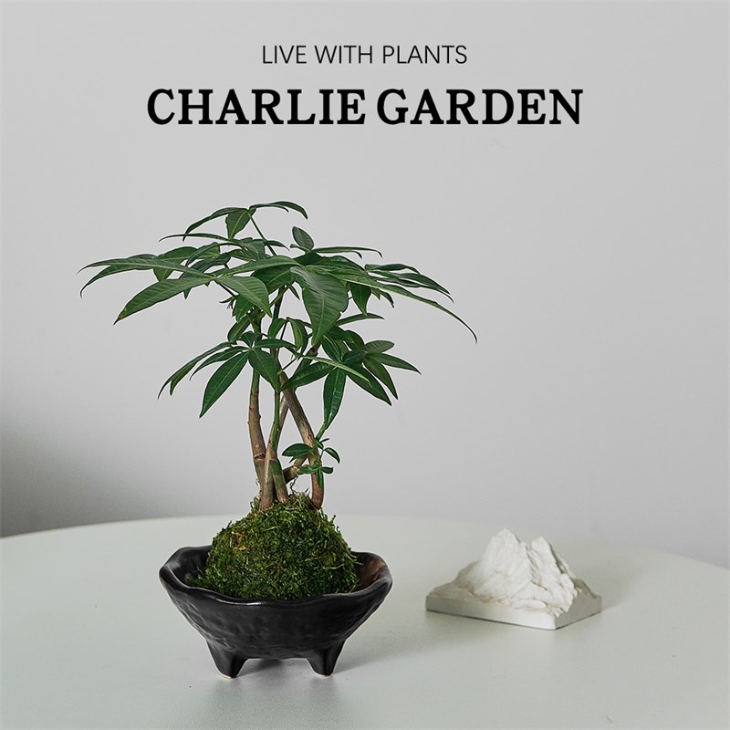招财发财树苔藓球中式禅意v办公室客厅茶座水培好养绿植四季常青