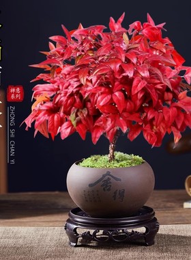 火焰南天竹盆栽室内红叶绿植桌面冬季耐寒植物书房禅意创意摆件