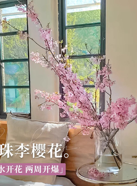 水培珍珠李鲜切鲜枝樱花插花客厅水养干支枝室内好养耐寒鲜花卉束