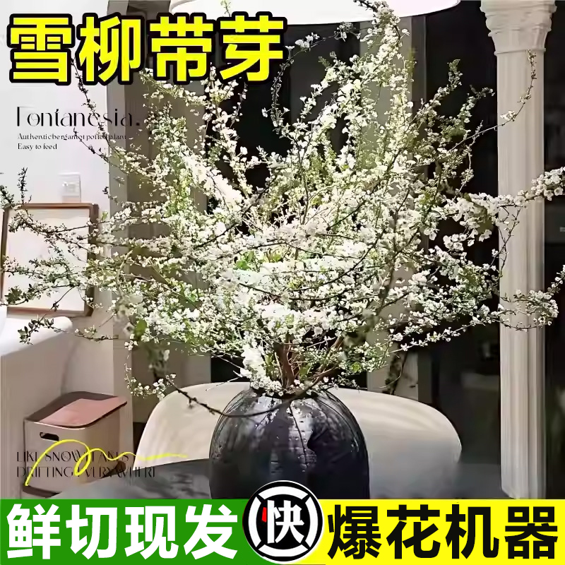 雪柳鲜切鲜枝带花芽发货
