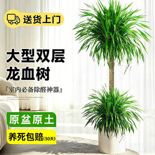 龙血树绿植高级感客厅大盆栽办公室大型植物落地盆景旺宅老桩摆件