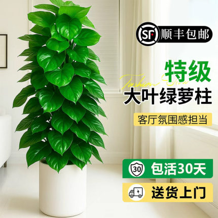 大叶绿萝柱大颗盆栽办公室客厅绿植室内净化空气开业送礼四季好养