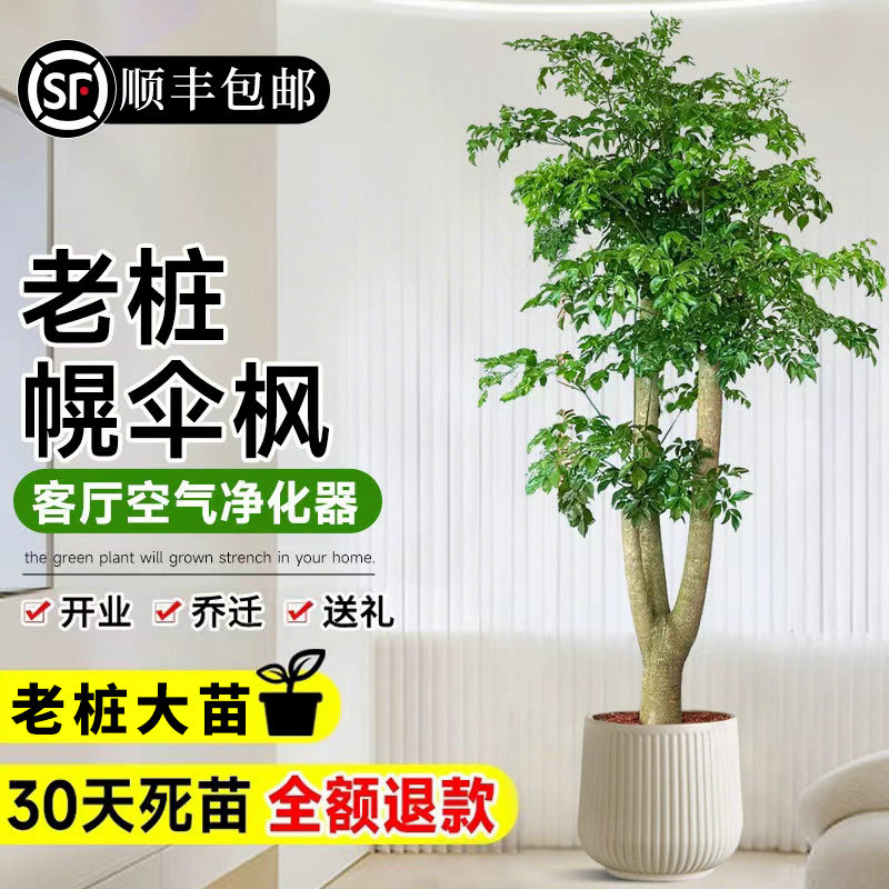 幌伞枫幸福树老桩三叉绿植盆栽高级感室内落地大型绿植好养活盆景