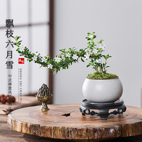 悬崖造型金边六月雪中式禅意盆栽