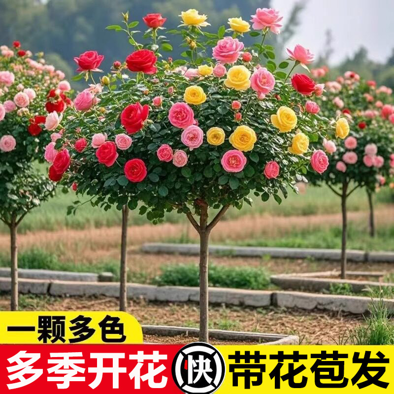 棒棒糖树桩月季花树苗四季开大花图片