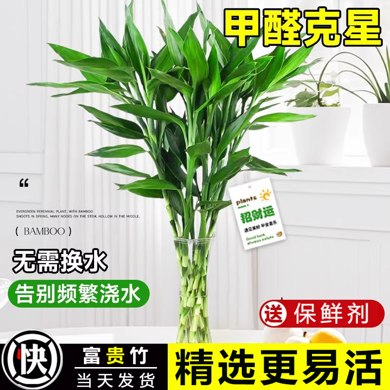 富贵竹水培植物客厅桌面绿植
