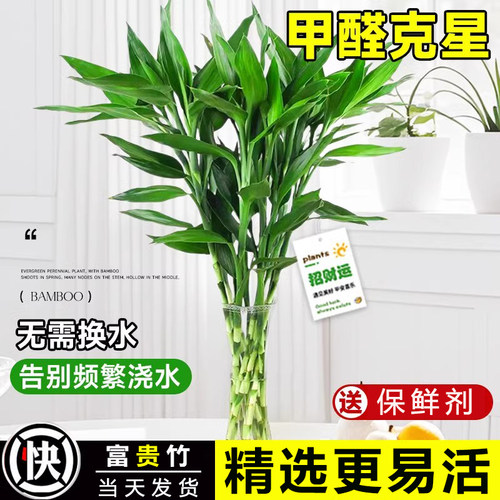 富贵竹水培植物客厅桌面绿植