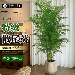 散尾葵大盆栽客厅大型绿植办公室内高端落地好养活植物大号凤尾竹