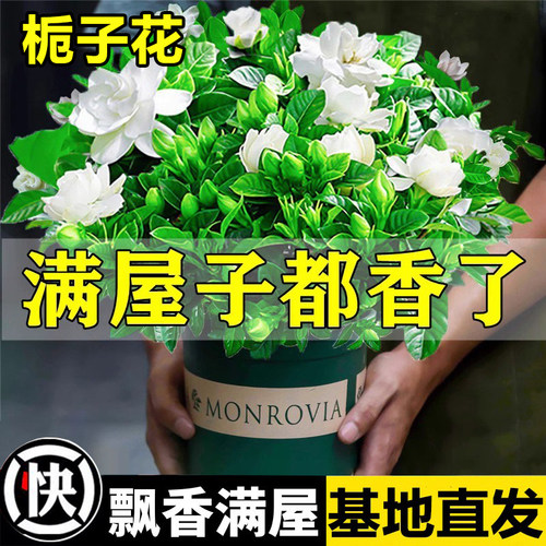 栀子花盆栽四季好养开花阳台花卉