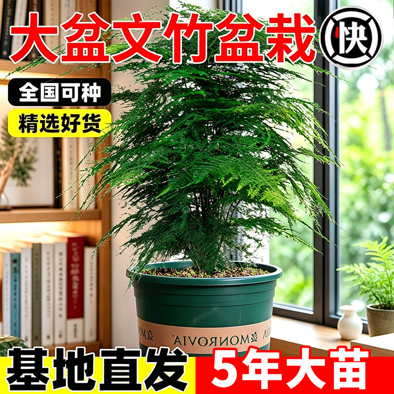 大盆文竹盆栽耐阴好养造型优美办公室桌面摆放常年翠绿观赏大绿植