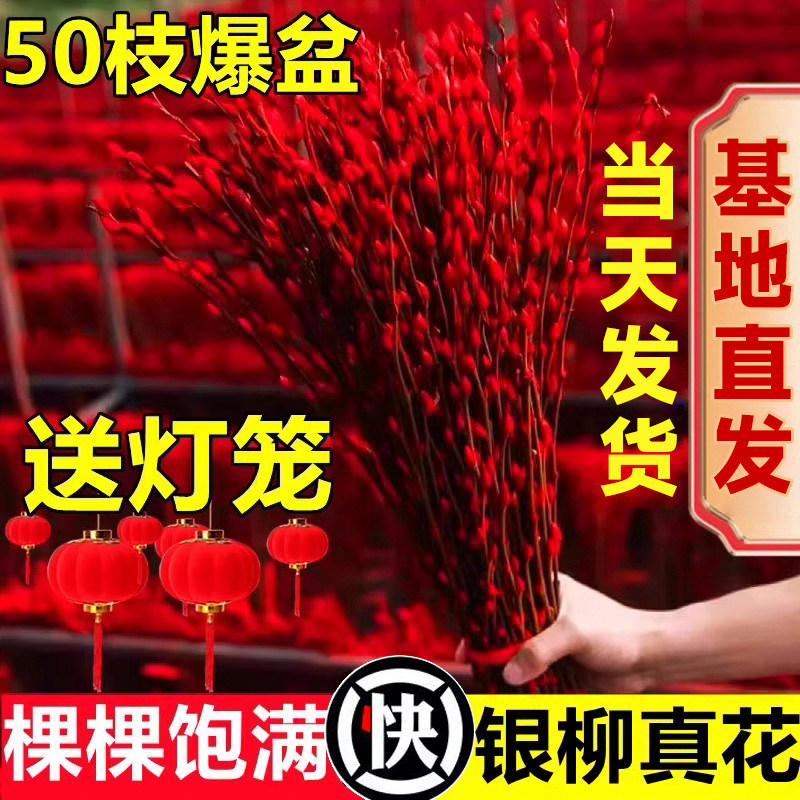 招财银柳真花鲜枝春节年宵花卉水培植物干花红色银柳客厅室内装饰,鲜花速递/花卉仿真/绿植园艺,时令草本花卉,淘宝优惠券,粉丝福利购,淘宝优惠卷