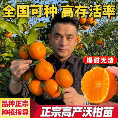 四川091无核沃柑橘子树苗