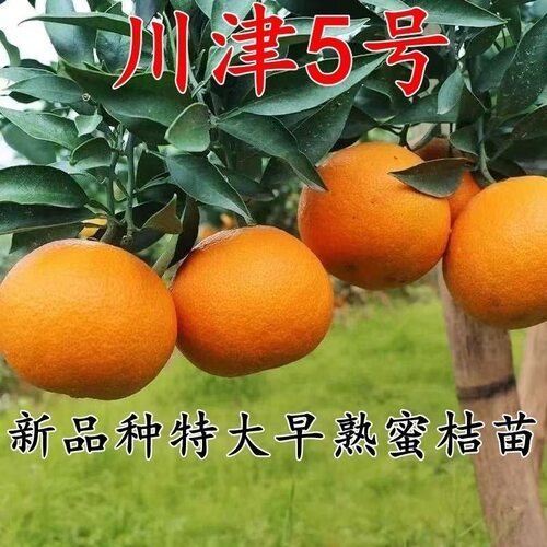 四川新品种川津5号五号柑橘