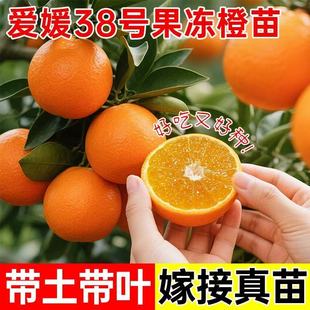 正宗爱媛38果冻橙树苗嫁接新品种无籽薄皮柑橘子树苗地栽当年结果