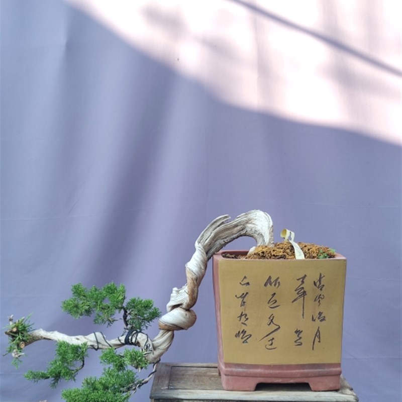 山采济州真柏盆景素材山采柏树熟桩系鱼川真柏盆U景老桩绿植包邮