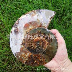 天然大个对开斑彩螺化石原石摆件饰品奇石海螺切片螺古生物化石