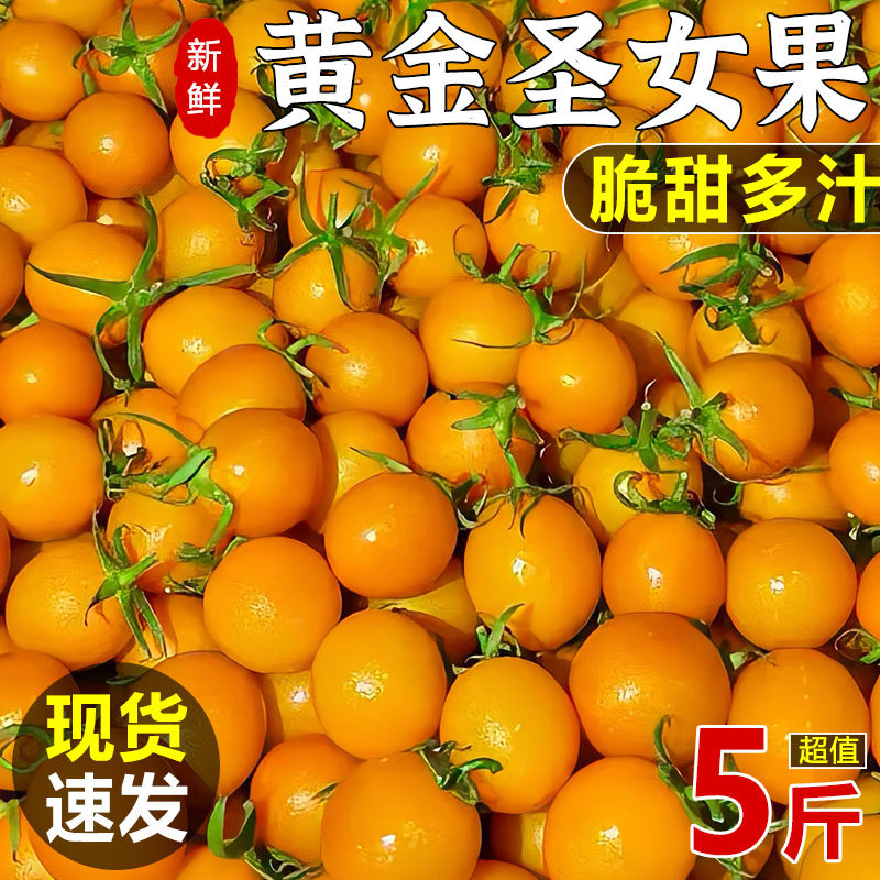黄金圣女果新鲜樱桃千禧小番茄水果小太阳黄色西红柿当天现摘现发