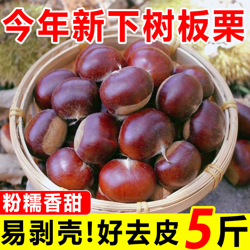 2026新货云南新鲜板栗新鲜野生板栗当季现摘新下树粉糯农家板栗子