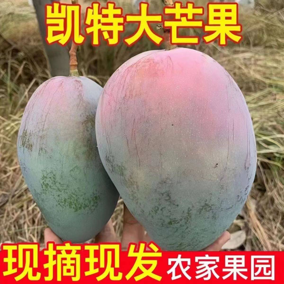 四川攀枝花凯特芒果新鲜水果新鲜整箱当季包邮应季凯特芒特大凯特