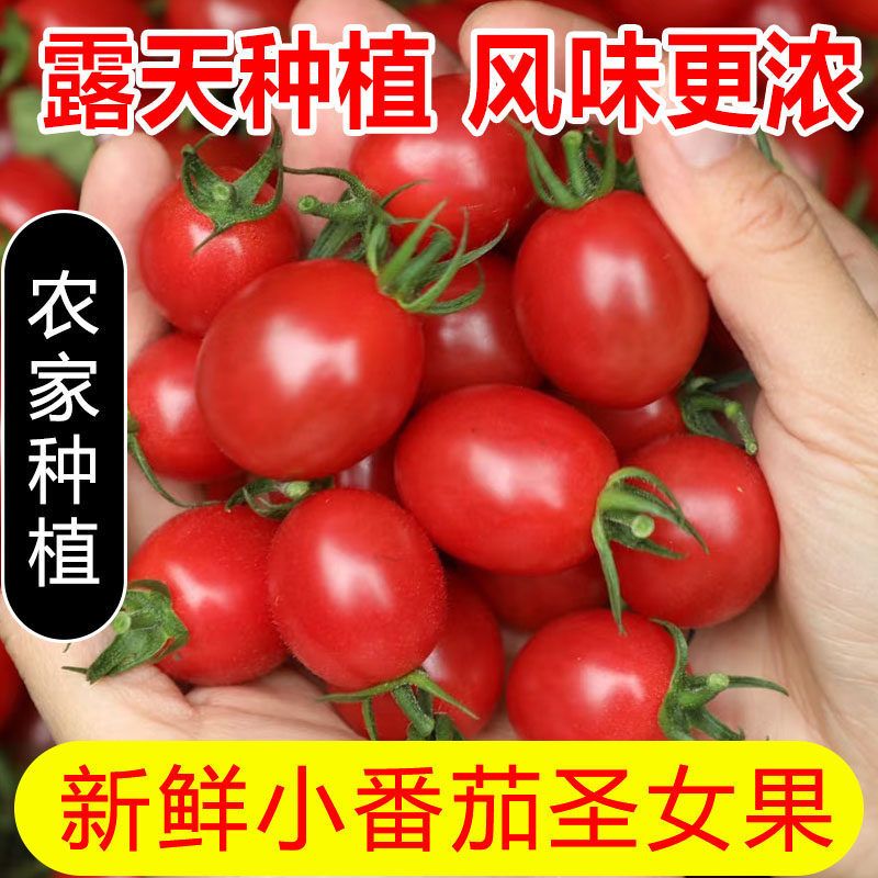 新鲜圣女果应季水果小番茄小柿子小西红柿千禧宝宝孕妇做冰糖葫芦