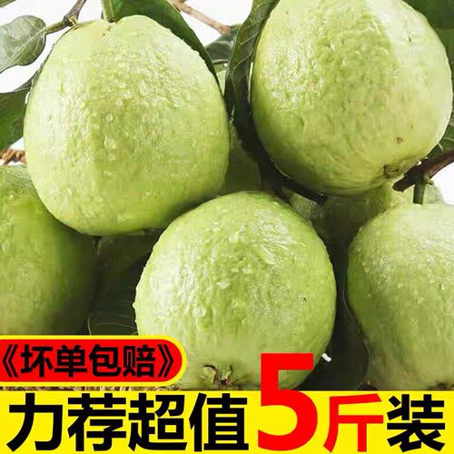 广细芭乐5斤新鲜水果当季软心番石榴鸡屎果脆甜奶油白心芭乐包邮3