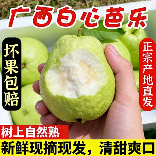 现摘白心番石榴脆甜芭乐应当季新鲜水果产地坏果包赔整箱包邮
