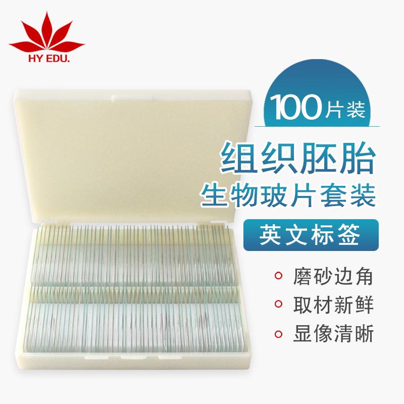 红叶教仪出口品质英文标签显微镜玻片100片组织胚胎生物切片套装