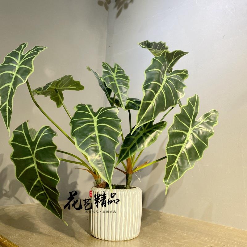 仿真竹芋叶绢花莲植物盆栽造景花箱花槽假花长青叶橱窗摆放花艺造