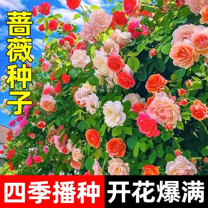 蔷薇花种籽子爬藤月季玫瑰四季播种开花不断爬墙庭院花卉盆栽植物