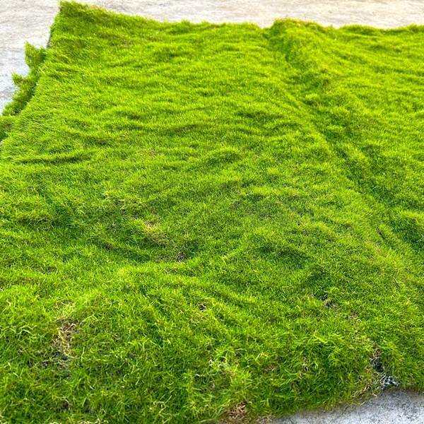 仿真苔藓植绒绿色假苔藓 青苔微景观盆景装饰材料 草坪草皮装饰品