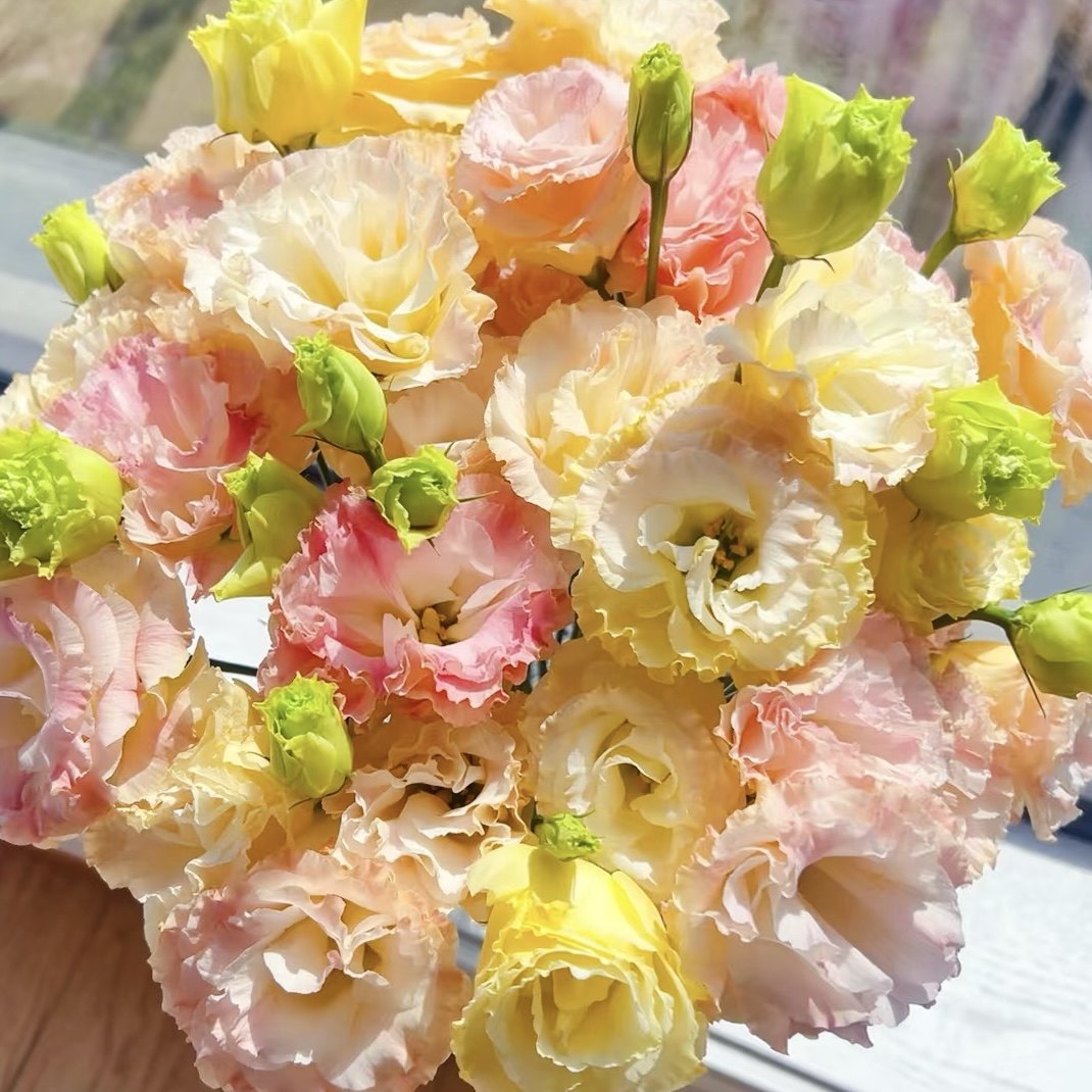 【洋桔梗-香槟桔梗（500g左右）】一单包邮两单升级快递