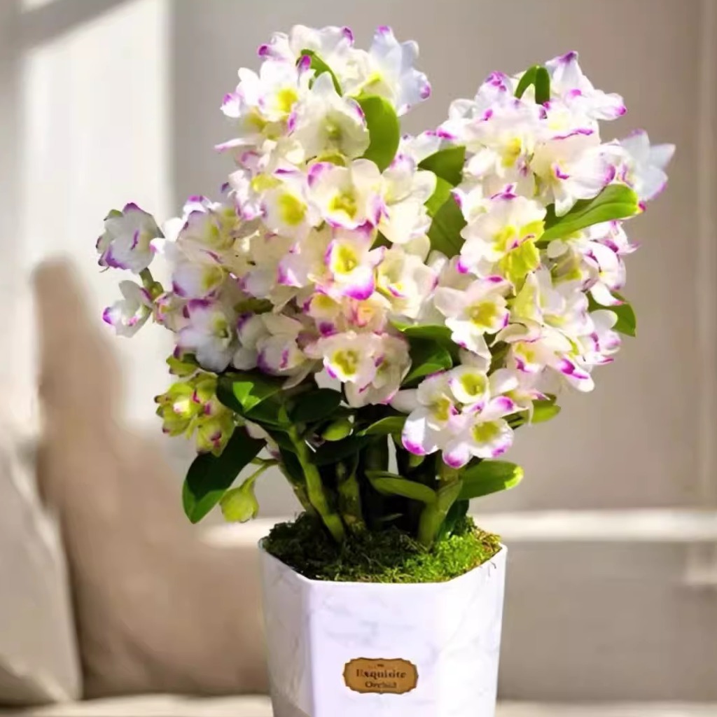 【110尺寸-甜心春石斛6-8支花剑1盆】一单包邮不和鲜花拼单！