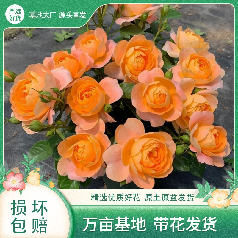 【1.5加仑-果汁阳台】一单包邮不和鲜花拼单！