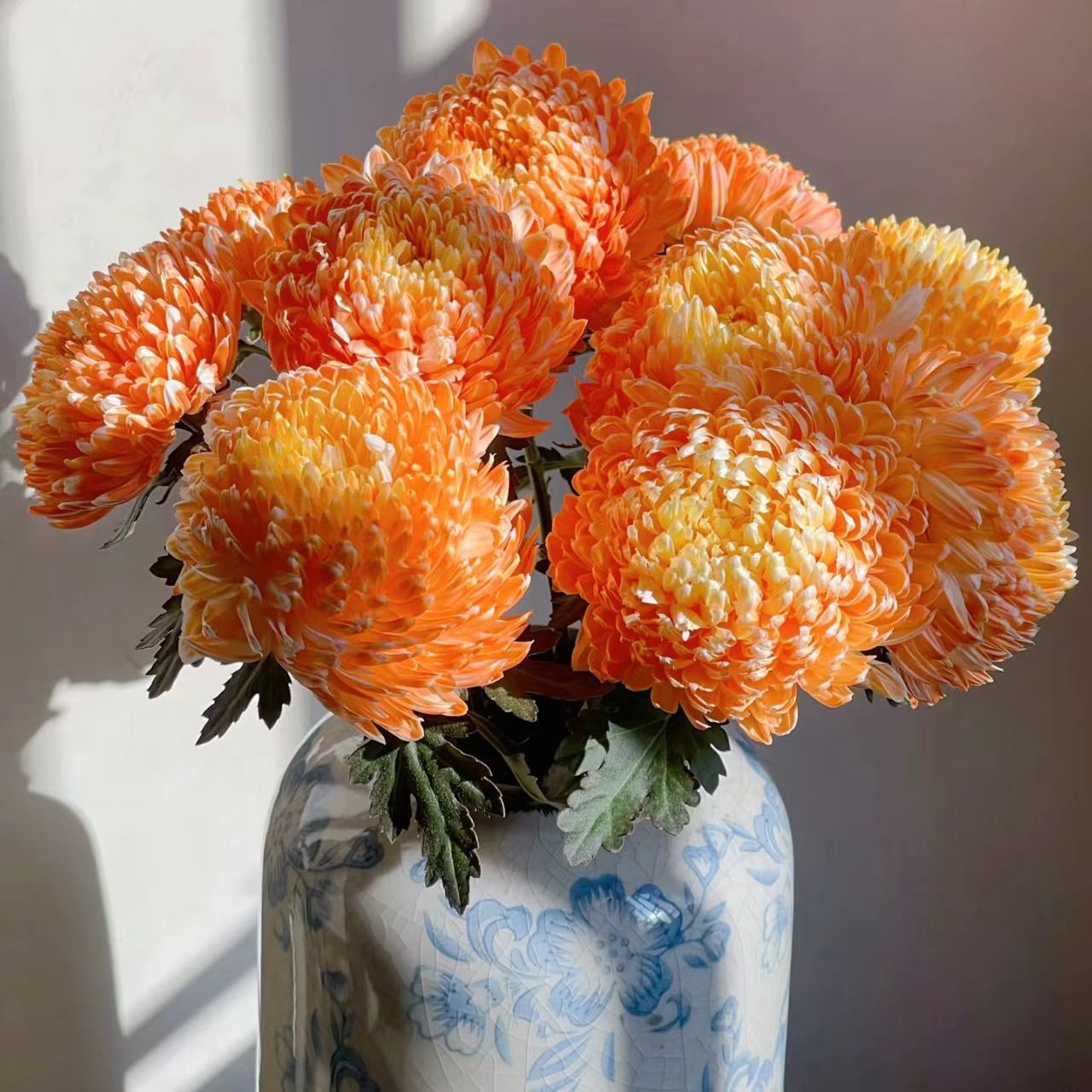 【牡丹菊-橙光5支】一单包邮两单升级快递