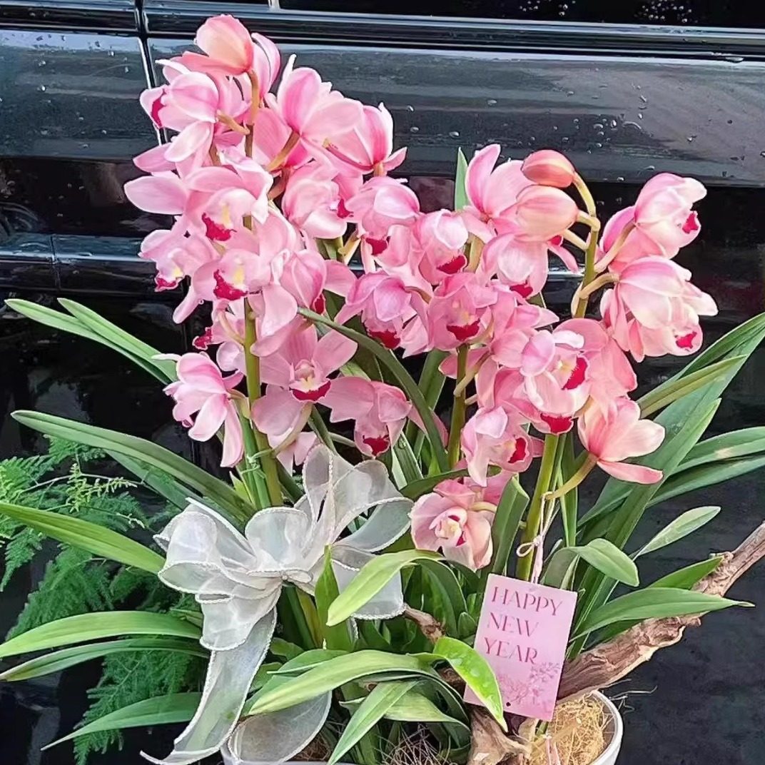 【大花蕙兰-中玉（4支及以上花剑）】一单包邮不和鲜花拼单！