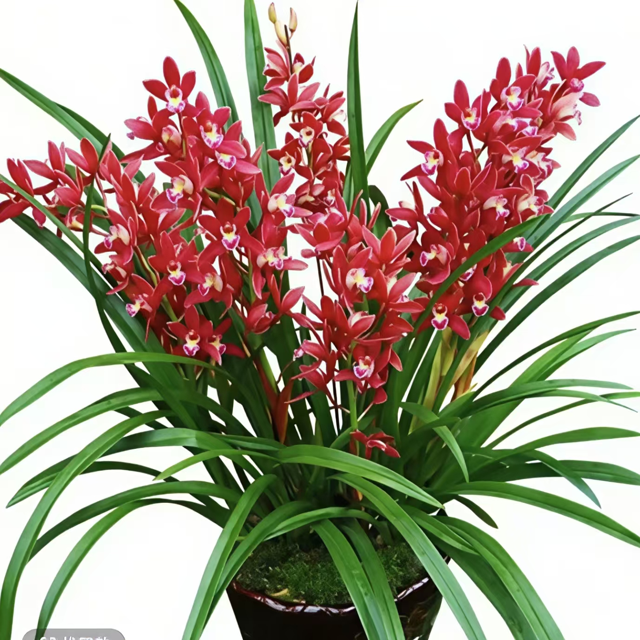 【大花蕙兰-大将军】一单包邮不和鲜花拼单