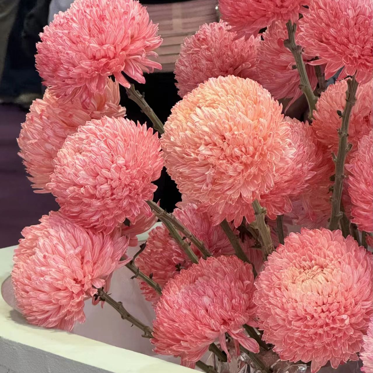 【牡丹菊-西柚红5支】一单包邮两单升级快递