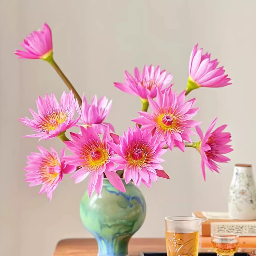 【粉色睡莲10支】一单包邮两单升级快递