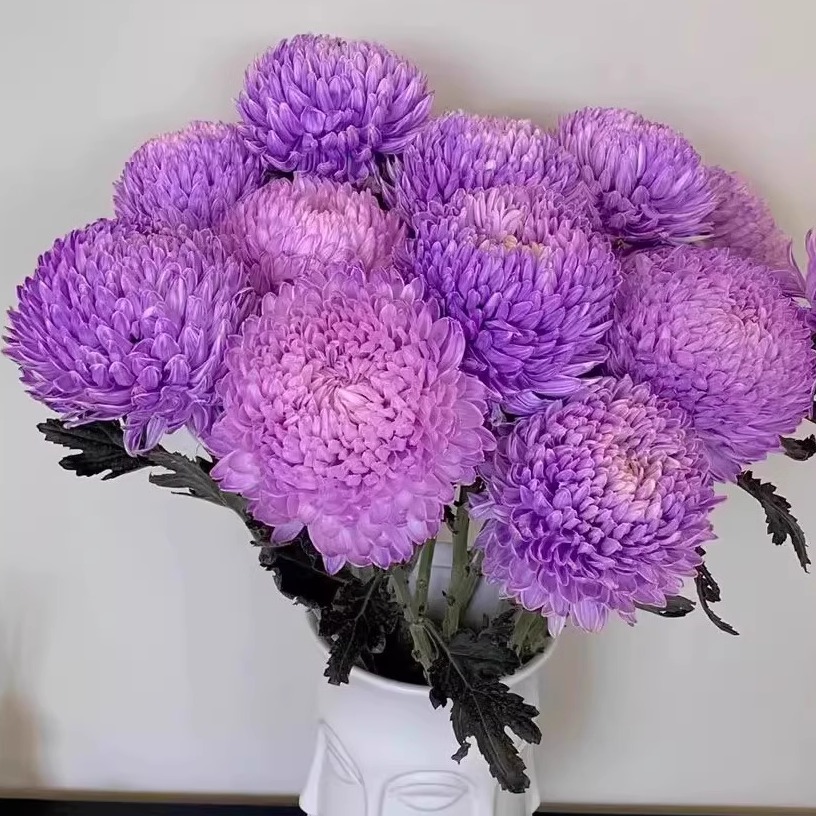 【牡丹菊-梦幻紫5支】一单包邮两单升级快递