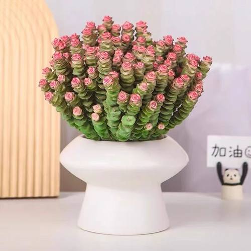 【钱串子多肉盆栽1盆-带罗马盆】一单包邮不和鲜花拼单！