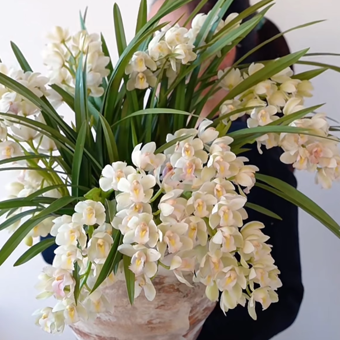 【大花惠兰-白玉香兰】一单包邮不和鲜花拼单！
