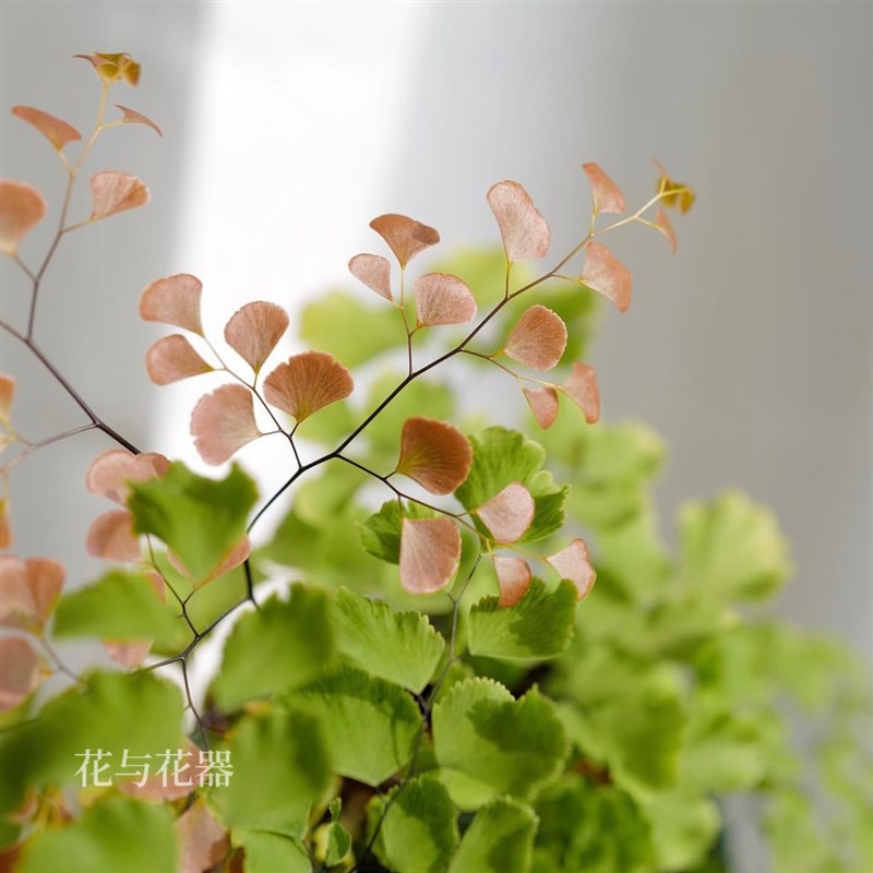 花与花器 柔情铁线蕨扇叶铁线蕨盆栽 生态雨林缸景观造景蕨类植物