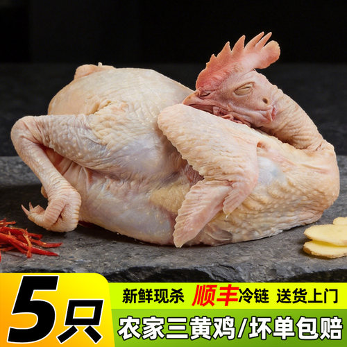 新鲜三黄鸡整鸡5只全鸡鸡肉食材