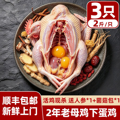 新鲜老母鸡农家散养现杀净膛2斤3只炖汤走地鸡下蛋鸡鸡心鸡胗鸡蛋