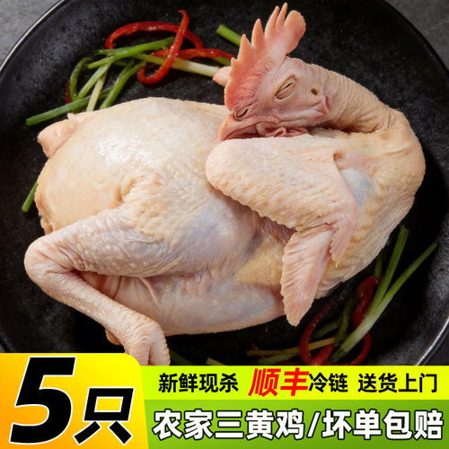 新鲜三黄鸡现杀净膛5只全鸡商用